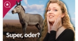 Das beste Aufbauspiel, wenn mich Anno 1800 nervt